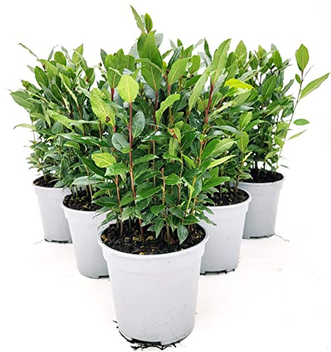 POWERS TO FLOWERS - ALLORO, VASO 14 CM, 6 PIANTE, pianta vera