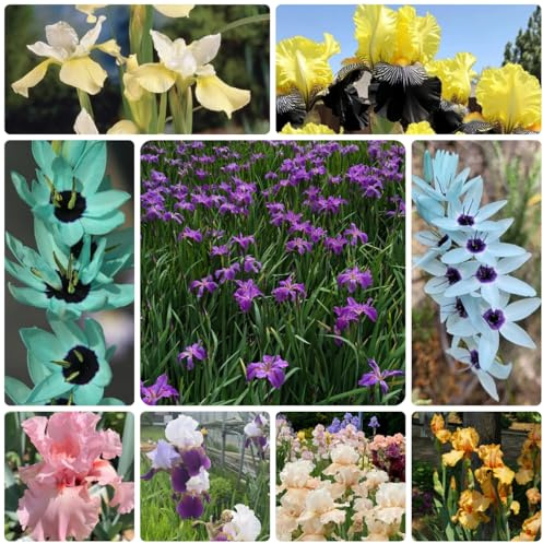 iris precoci iris primaverili rari autunnali, resistenti,te primaverili giardino, tappezzanti, resistenti, perenni da balcone, 5bulbi