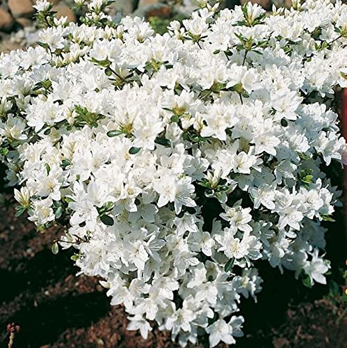 Japanische Azalee Kermesina Alba 25-30cm - Rhododendron obtusum - Zwerg Alpenrose - lebende Gartenpflanze aus den Baumschulen
