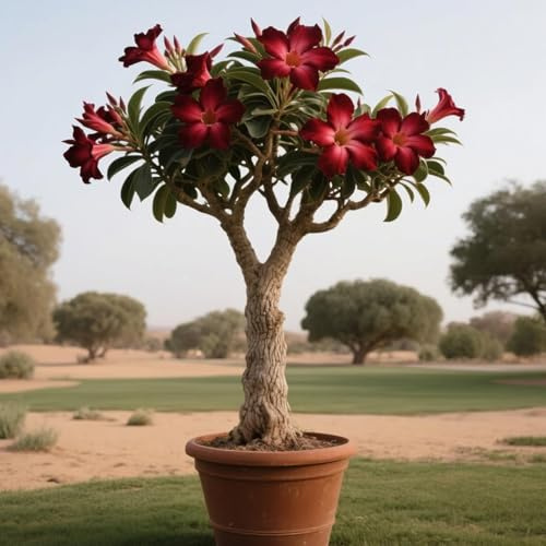 Die Wüstenrosen - (Adenium) Winterharte mehrjährige，Seltene Rosen，Einfach zu Pflegen，Schnelles Wachstum-mit Auffälligen Blüten (A, 1 Knolle)