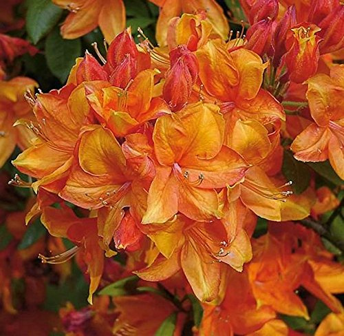 Azalee Golden Eagle 30-40cm - Rhododendron luteum - Alpenrose - lebende Gartenpflanze aus den Baumschulen
