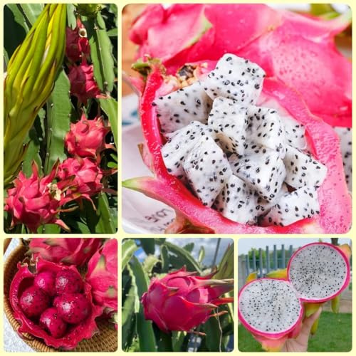 Semillas de pitaya, exóticas verdes Hylocereus undatus, regalos sostenibles comprar arboles Las de jardín 300pcs