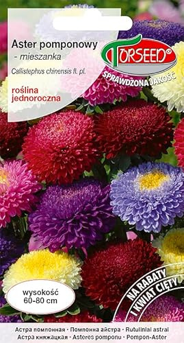 Verdica Semillas de pompón multicolor Callistephus chinensis – Impresionantes flores de pompón de 60 a 80 cm de alto, ideal para flores cortadas y macizos de flores, plantas anuales fáciles de