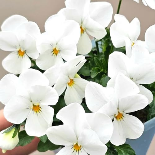 semi di viola del pensiero - perenni resistenti, giardino balcone aiuola rialzata 125pcs
