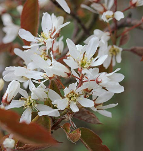 Hochstamm Kupfer Felsenbirne 100-125cm - Amelanchier lamarckii - lebende Gartenpflanze aus den Baumschulen