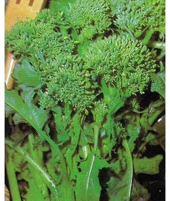 Toscana Rapini - Broccoli Raab (40 Seeds) Seeds for Planting, Farm, Growing in Garden, Greenhouse, Vegetable, Fruit
