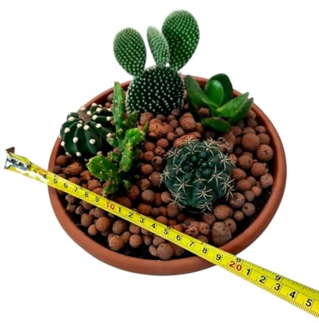 Composición de Cactus Naturales Todos Diferentes. En Tiesto Maceta Cuenco de plástico. Incluye su Plato de Drenaje. Plantas compactas, Decorativas y fáciles de cuidar. Segura Garden.