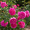 England's Rose ® Auslounge ® Englische Rose