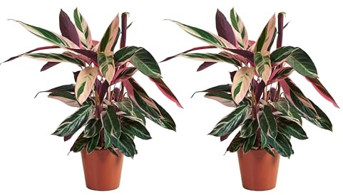 Bloomique - Set di 2 - Calathea Triostar - Pianta di pavone - Piante da appartamento - Purifica l'aria - Adatto agli animali domestici - Altezza 40-60 cm - Vaso da 19 cm