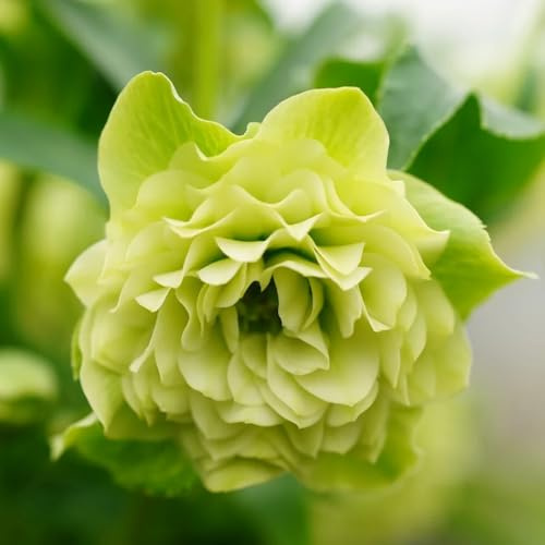 christrose christrosen, topfpflanzen draußen winterhart, frühlingsblume bodendecker winterhart mehrjährig blumenwiese 550samen