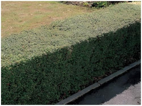 Stauden Gänge 100 x Lonicera nitida (Gehölz/Heckenpflanze/Winterhart/Mehrjährig/Immergrün/Bodendecker) Heckenmyrthe - Feines Laub, das Struktur und Eleganz bringt