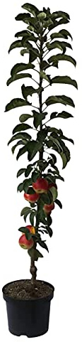 Suncats (S) Säulenapfel Apfelbaum ca. 80-120 cm Topf M7 zweijährig 7,5 Liter Topfballen