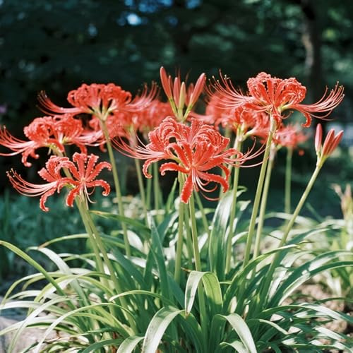 Vnuhgzs Lirios resistentes a la sequía - Decoración de jardín de bajo mantenimiento - Crea un mar de lirios araña rojos-4 bulbos-I