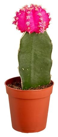 Cactus Gymnocalycium Injertado Natural un Toque de Distinción en tu Colección de Cactus