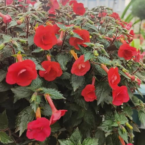 Achimenes, blumensamen wildblumensamen wohnzimmer deko bodendecker für sonnige plätze 35Samen