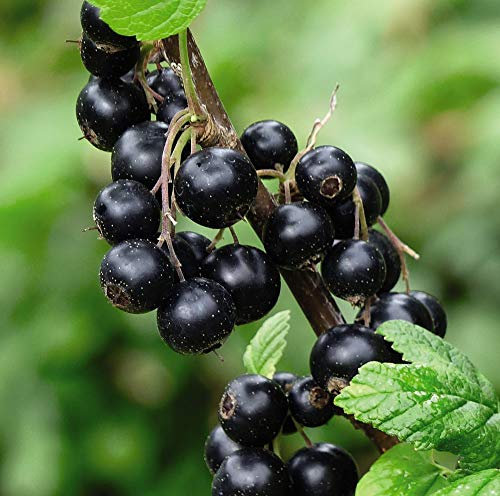 Blackcurrant (Ribes) ‘Titania’ Ribes Nigrum Hardy Shrub 9cm Pot x 1 by Thompson & Morgan