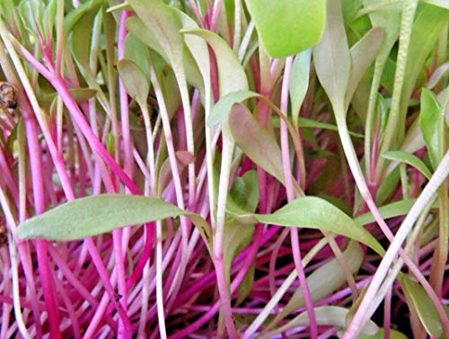 100 g BIO Keimsprossen Rote Rüben Pink Lady Samen für die Sprossenanzucht Sprossen Microgreen Mikrogrün
