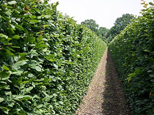 30 Stk. Hainbuche Hainbuchenhecke Containerware 100-125 cm hoch - Carpinus betulus - Garten von Ehren®