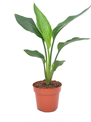 La Mejor Elección para tu Jardín: Planta Natural de Ave del Paraíso Strelitzia Reginae