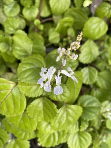 Plectranthus Verticillatus Vivo – Planta del Dinero Natural en Maceta Ideal para Balcones o Cocinas