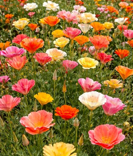 Kalifornischer Mohn Mission Bells – Eschscholzia californica – 250 Samen | Gefüllte Blüten | Farbenreiche Mischung