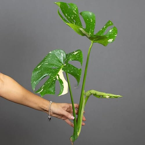 Monstera deliciosa Thai Constellation Cutting | Swiss Cheese Plant | 3-2 Leaf Cutting with Root