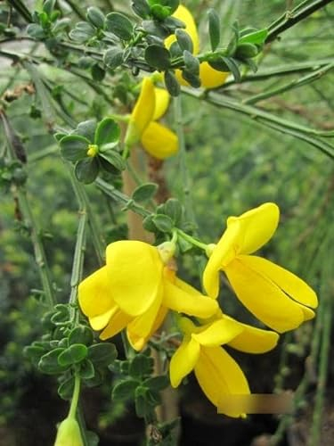 Cytisus scoparius Golden Tears - Edelginster - Hochstamm 80
