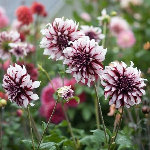 dalie decorazioni da giardino per esterni tuberi di dalia dito Coltivare da giardino sul balcone interno sostenibili 4bulbi
