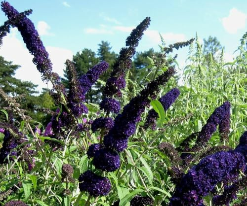 PIANTA DI BUDDLEJA IN VASO 18 CM ALBERO DELLA FARFALLA (foto reale) colori mix (MPN:VIOLA OLANDA;)