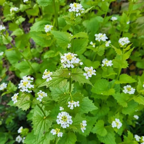 Semillas de mostaza y ajo - Alliaria petiolata - jardín, balcón de medicinales Las perennes 150pcs