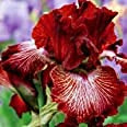 Iris Bulbi -Bulbi di iris arancione naturalmente rari avec un alto tasso di sopravvivenza, plante vive d'espèce rare sono ora piantate-12 Bulbi,C