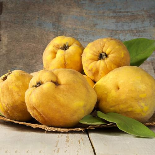 Semi di cotogno, fresca Cydonia oblonga, vecchie varietà semi di balcone rari da frutto colonnare 250pcs