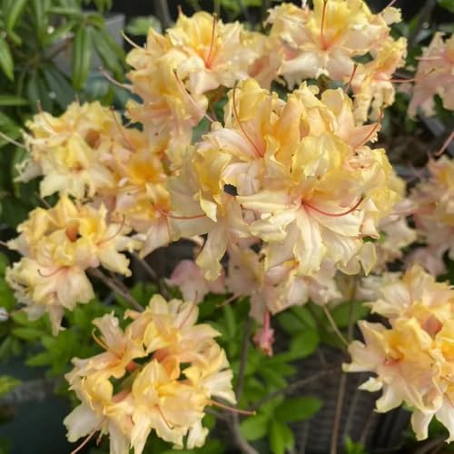 Semi di rododendro Semi di azalea, da giardino rare da esterno resistenti esotici semi di come per gli ospiti regali per gli amanti 50pcs