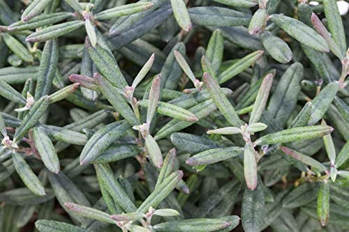 Rosmarinheide Andromeda polifolia Blue Ice 10-15 cm winterhart