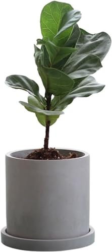 FUNDESEE Cement Mini Seeder, Gray Cylindrical Seeder, Cactus Herbaceous Succulent Flower Pot, With Tray For Ventilation (color: Gray, Size: 15 * 16cm)(Size:15 * 16cm)