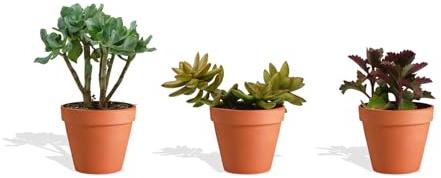 DutchLeafs Sukkulenten Mix 3 Stück Verschiedene Sukkulenten im Ø 14 cm Terrakotta Blumentopf - Kleine Pflanzen Mischung Sukkulenten Starter Set Pflegeleichte Zimmerpflanzen - Höhe 15-20 cm