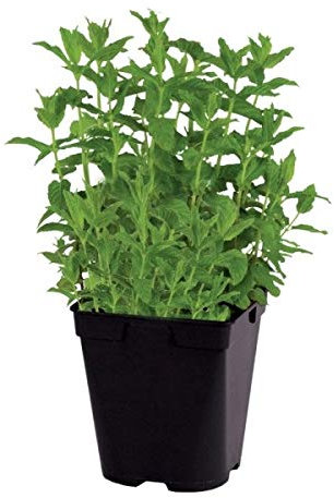 Menthe verte, plante aromatique, pot de 1L
