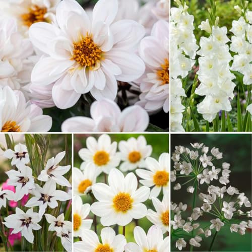 Plant in a Box - Bulbes 'Jardin Blanc' - Mélange de bulbes à fleurs - 125 pièces - Mélange de différents bulbes à fleurs - Dahlias, Glaïeuls, Freesias, Oxalis