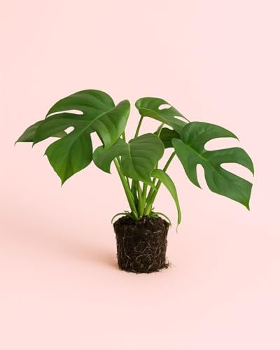 PUR PLANT Monstera Minima M (Rhaphidophora tetrasperma) | Planta natural de interior tropical y trepadora | Compacta y elegante | Maceta de Ø12 cm