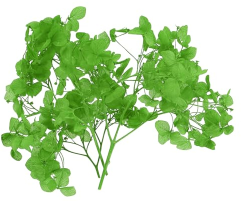 PATIKIL 10g Fleur D'Hortensia Séchée Fleurs Pressées Naturelles Vert | Pétales D'Hortensias Réels, Résine Floral Bougies Ornementation