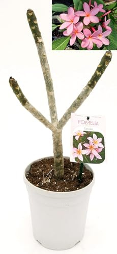 POWERS TO FLOWERS - PLUMERIA FRANGIPANI altezza 50cm, vaso 18, pianta vera