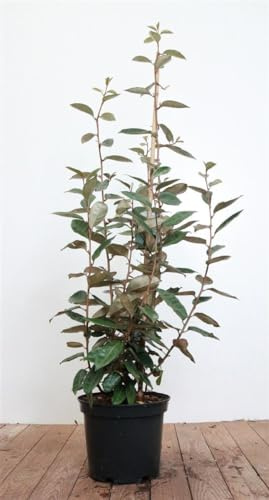 Elaeagnus ebbingei 60–80 cm – Winterhart, Immergrün, Pflegeleicht – Ebbing's Ölweide – Heckenpflanze für Garten & Sichtschutz