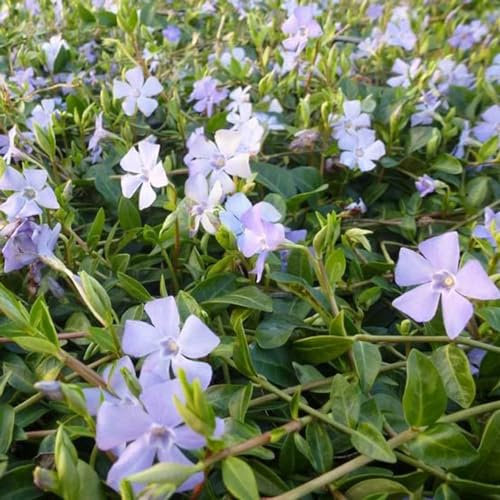 24 x Millepertuis, Petite - Pervenche Vinca minor godet 9x9cm, pour 3m² : Un couvre-sol robuste pour toute l'année