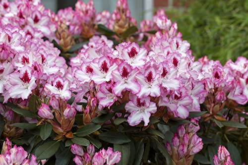 Rhododendron Hybr. 'Hachmann's Charmant' 60-70 cm - Rhododendron, rosa Blüten, Blütezeit Mai-Juni, ideal für Halbschatten, immergrün, winterhart