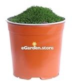 Pianta di Sagina Subulata Muschio Iralndese o Scozzese pianta da esterno vera pianta tappezzante ornamentale di Sagina Subulata venduta da eGarden.store