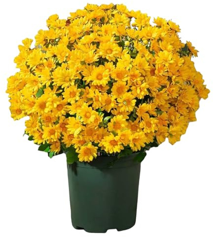 Biniveil Crisantemi Finti | 10 Mazzo Fiori Artificiali Resistenti Ai Raggi UV Per Autunno,Piante Decorative Decorazioni Autunnali Per Cortile Camera Da Letto Feste Giardino Balcone Vaso Matrimonio