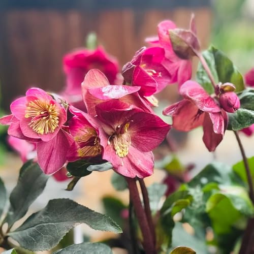 christrosensamen winterhart, schattenpflanzen christrose christrosen kaufen blumenwiese mehrjährig, herbst deko, hochbeet blumendeko 50pcs