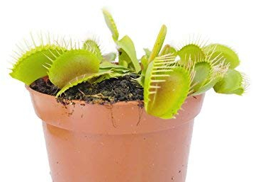 Fangblatt - Venusfliegenfalle - Dionaea Muscipula vom Fachhändler - blühfähige Fleischfressende Pflanze - natürlicher Fliegenfänger