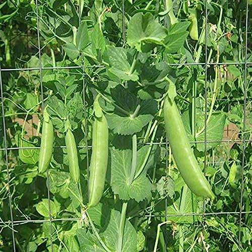 100 Stück/Beutel Erbsensamen, nahrhafte, fruchtbare grüne Outdoor-Pflanzen, Gemüsesämlinge, Blumen-, Obstbaum- und Gemüsesamen Erbsensamen