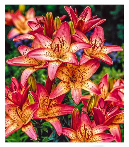 BALDUR Garten Lilie 'Italia',3 Zwiebeln, einzigartiges Farbspiel, fasziniert im Beet, auf Balkon & Terrasse, lang & reich blühend, pflegeleicht, bienenfreundlich, mehrjährig